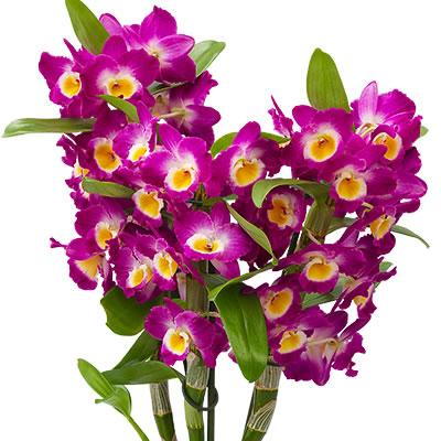 Dendrobium mix rez