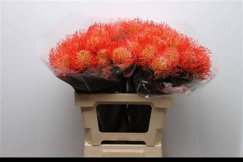 Leucospermum cordifolium 'Succession'