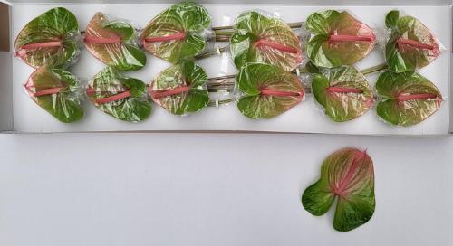 Anthurium Andreanum Grp 'Dani