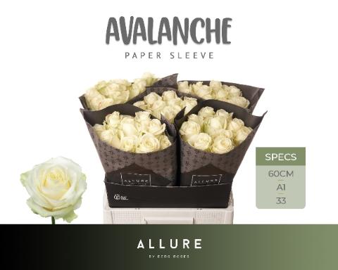 Rosa grootbloemig Avalanche+