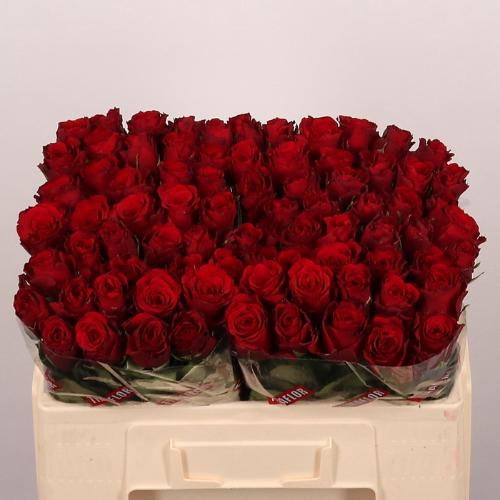 Rosa grootbloemig Upper Class