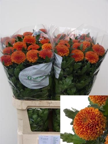 Chrysanthemum Indicum Grp geplozen Paladov Dark