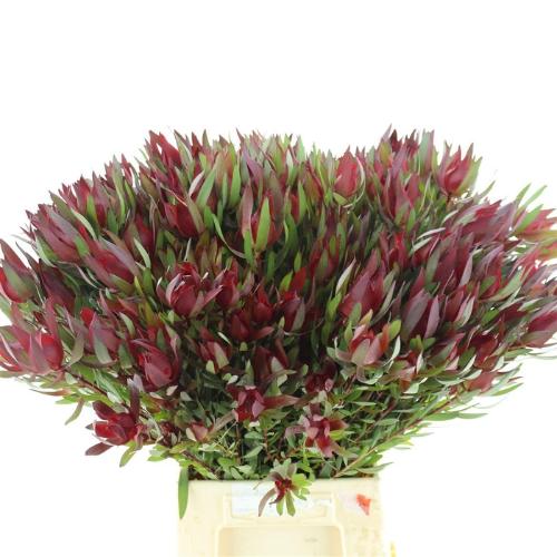 Leucadendron 'Safari Sunset'