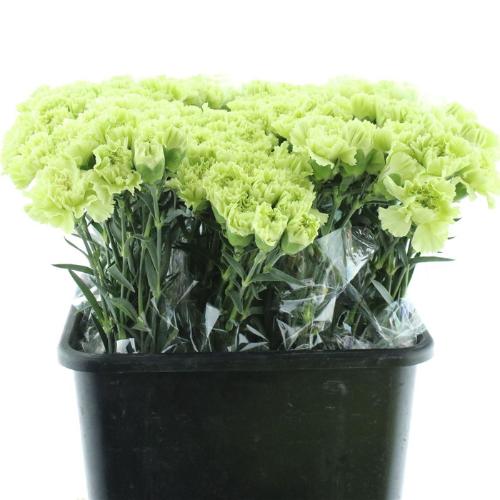 Dianthus standaard Goblin