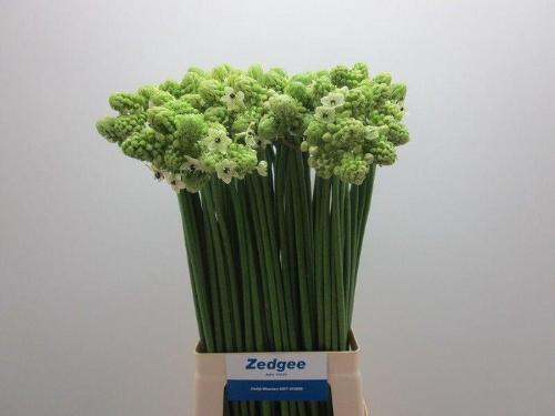 Ornithogalum saundersiae