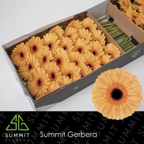 Gerbera grootbloemig 'Jetset'