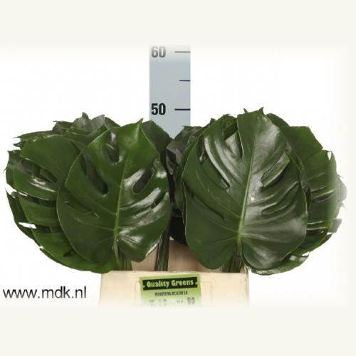 Monstera (blad)