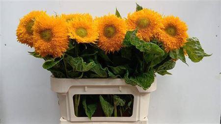 Helianthus annuus 'Teddy Bear'