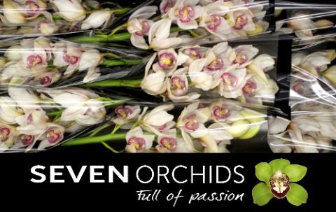 Cymbidium grootbloemig per tak 'Time Out'