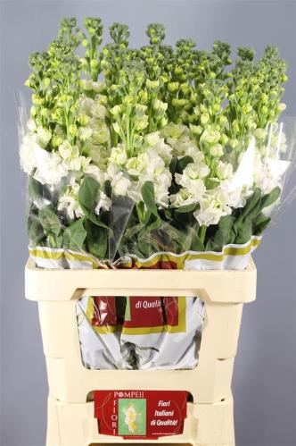 Matthiola incana 'Iron White'