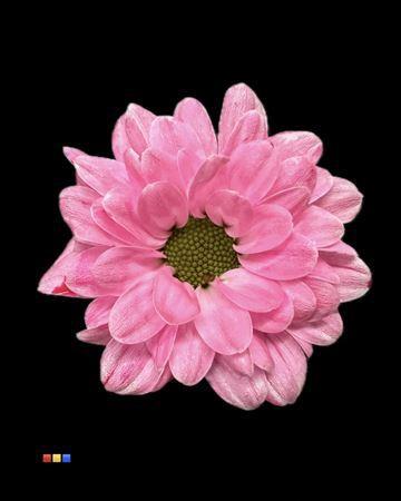 Chrysanthemum Indicum Grp tros santini kleurbehandeld H%