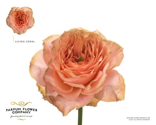 Rosa grootbloemig Living Coral