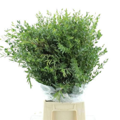 Eucalyptus per bos parvifolia