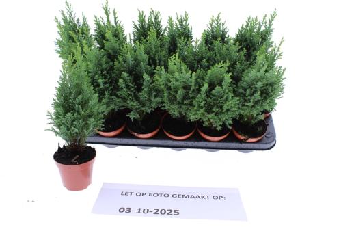 Chamaecyparis lawsoniana 'Ellwoodii'