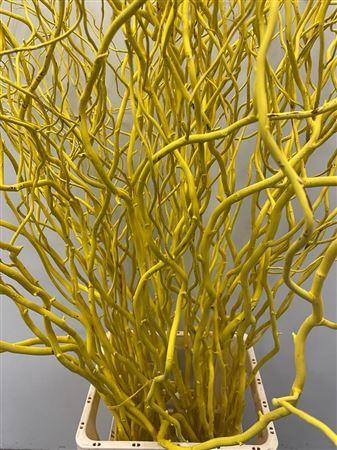 Salix kleurbehandeld H%