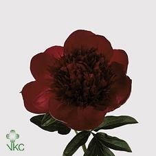 Paeonia 'Red Charm'