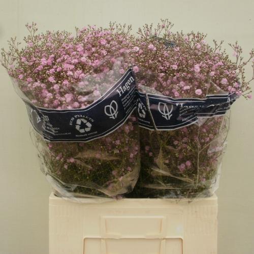 Gypsophila paniculata 'My Pink'