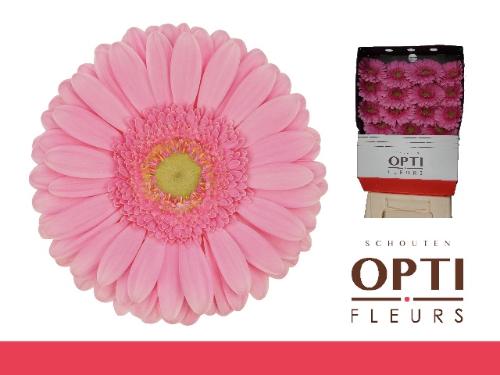 Gerbera grootbloemig Glossy