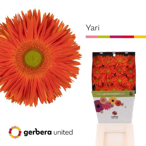 Gerbera grootbloemig spinvormig Yari+