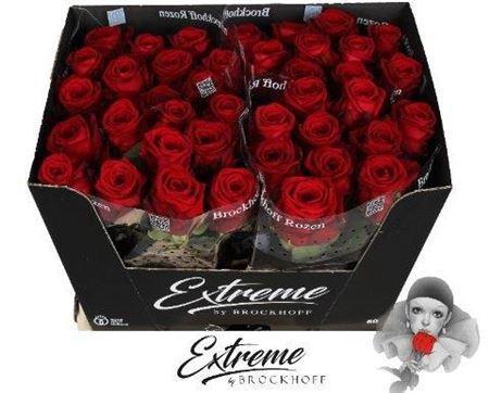 Rosa grootbloemig Red Naomi!