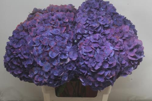 Hydrangea macrophylla 'Midnight Sky'