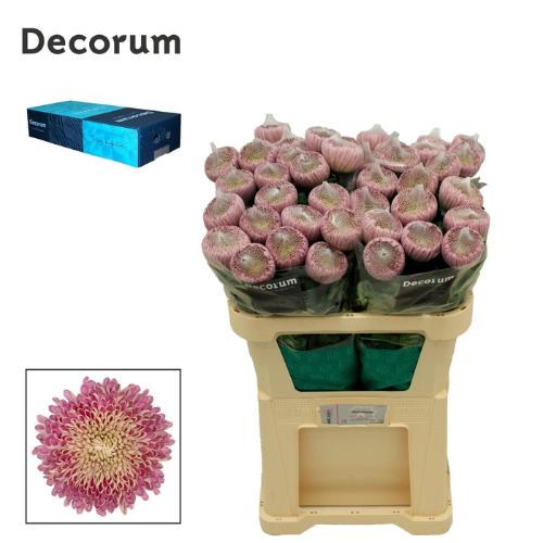 Chrysanthemum (Indicum Grp) geplozen Couture