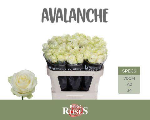 Rosa grootbloemig Avalanche+