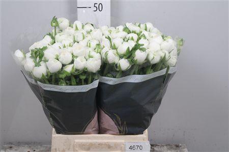 Ranunculus asiaticus 'Iceberg'