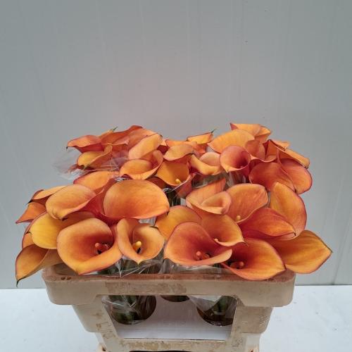 Zantedeschia Solero Art