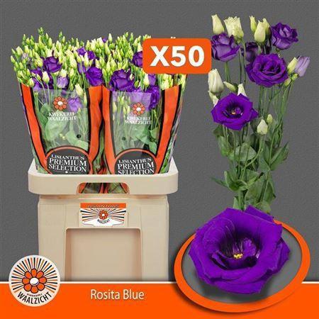 Eustoma russellianum gevuldbloemig 'Rosita Blue'