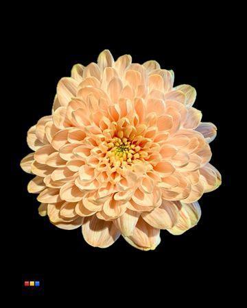 Chrysanthemum Indicum Grp tros kas kleurbehandeld H%