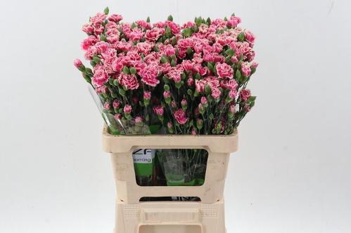 Dianthus tros overig