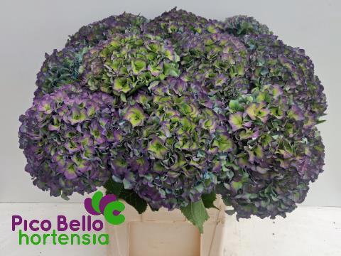 Hydrangea macrophylla Royal Parade (classic)