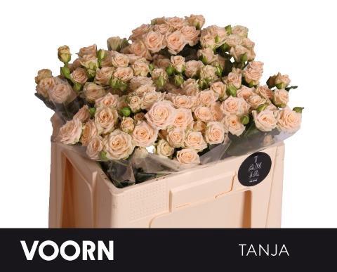 Rosa tros Tanja