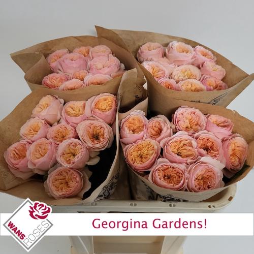 Rosa grootbloemig Georgina Gardens!
