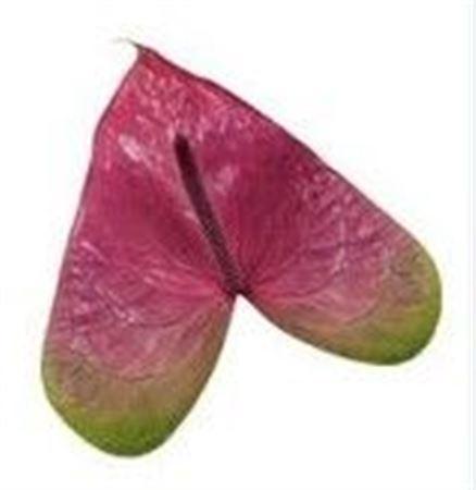 Anthurium Andreanum Grp Rembrandt Purple