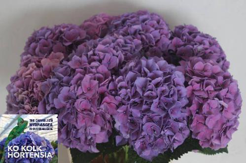 Hydrangea macrophylla Cassanova