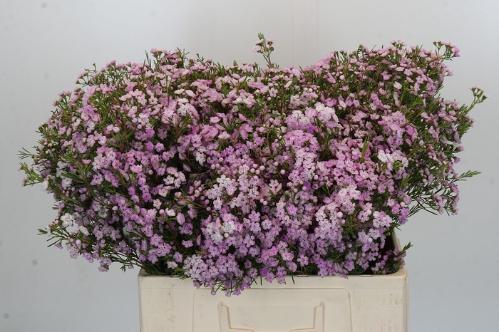 Chamelaucium uncinatum 'Dancing Queen'