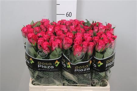 Rosa grootbloemig Orchestra