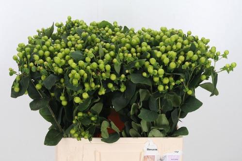 Hypericum x inodorum Magical Green Revival