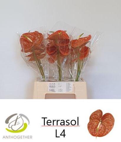 Anthurium Andreanum Grp Terrasol