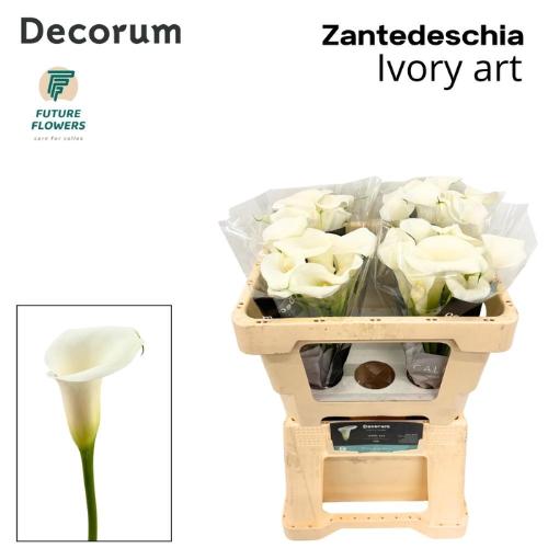 Zantedeschia Ivory Art