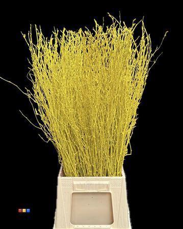 Betula per bos kleurbehandeld