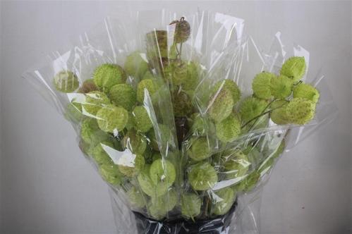 Gomphocarpus fruticosus 'Moby Dick' per stuk