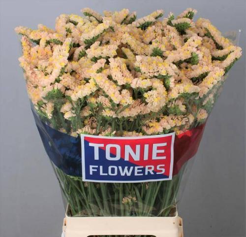 Limonium sinuatum Glowy Sun Birds