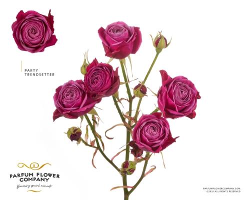 Rosa tros Party Trendsetter