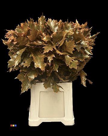 quercus overig kleurbehandeld H%