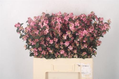 Symphoricarpos (Pink Berry Grp) Magical Pink Falls