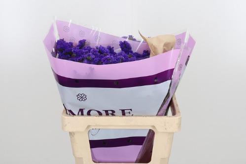 Limonium sinuatum Navy Sun Birds