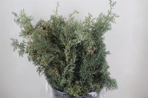 Cupressocyparis leylandii 'Gold Rider'